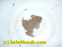 /home//u458753944/public_html/sourcegallery//Roxborough Toad Detour/2013-2019/2014/2014-04-02/P1140887.JPG